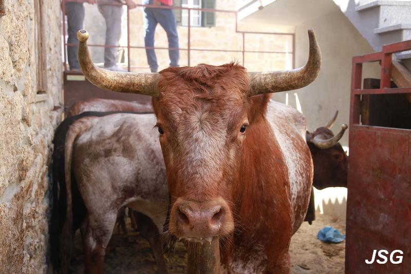 Aldeia Velha 2015 32.jpg